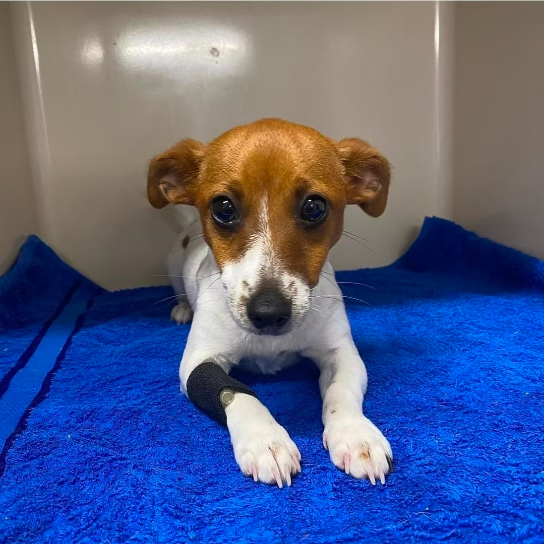 Small brown and white dog lying on a blue towel with black cohesive bandage on its leg in a veterinary setting