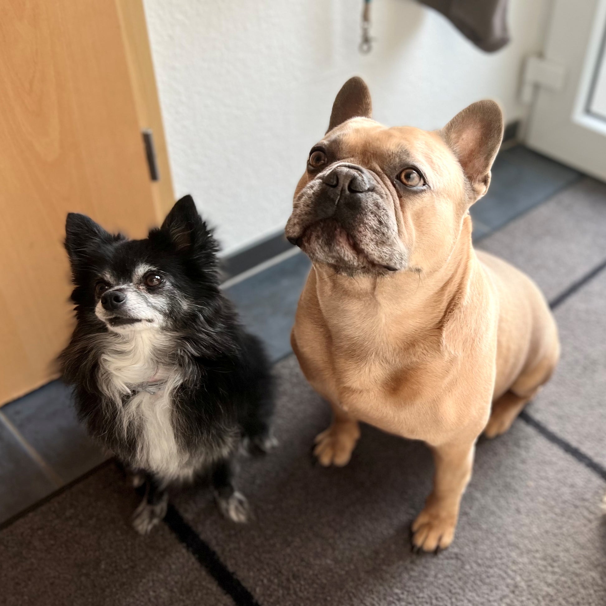 Two dogs, one black and white and one brown, standing on a carpeted floor.