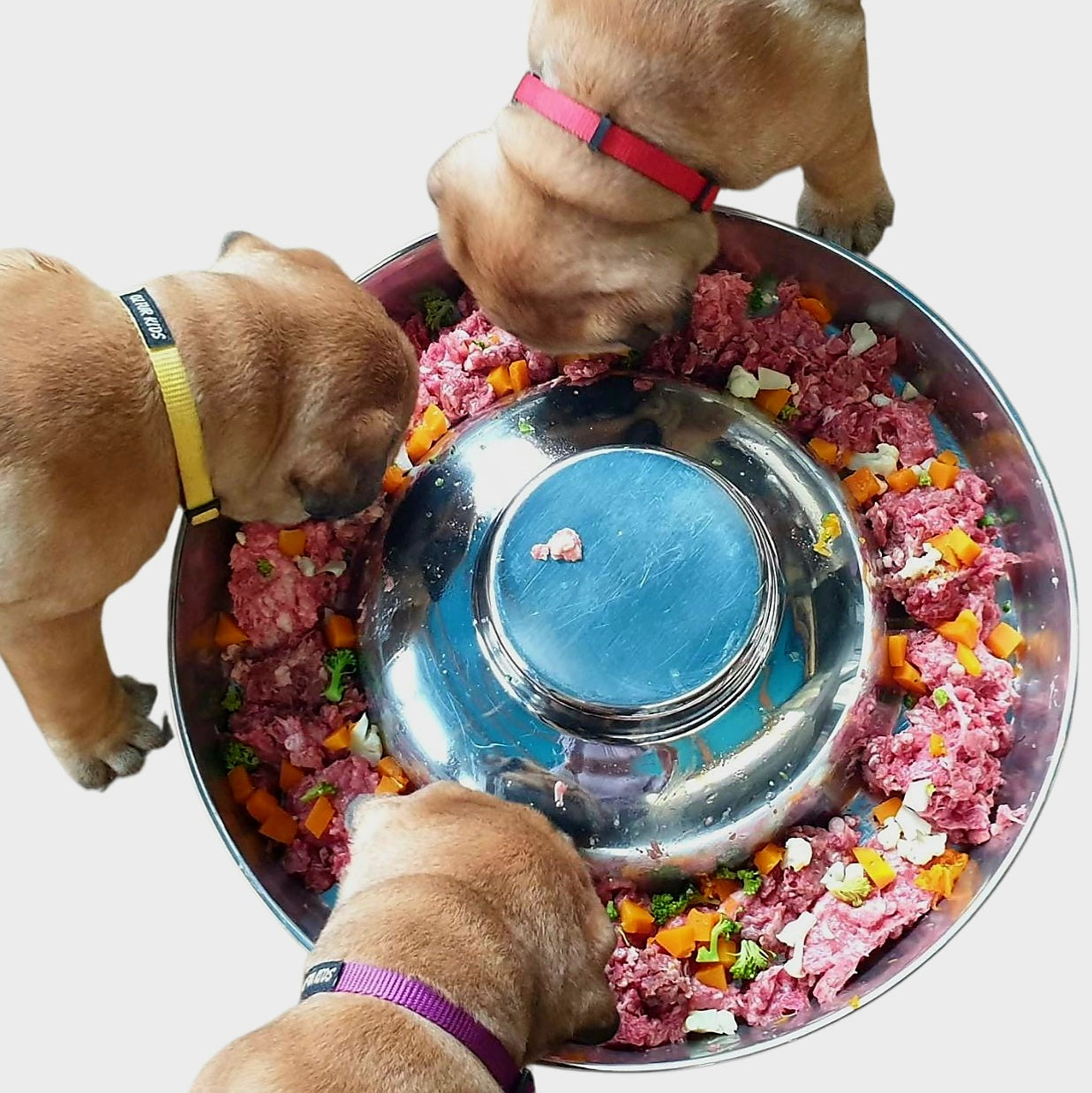 Puppy Feeding Pans Free Shipping within Australia