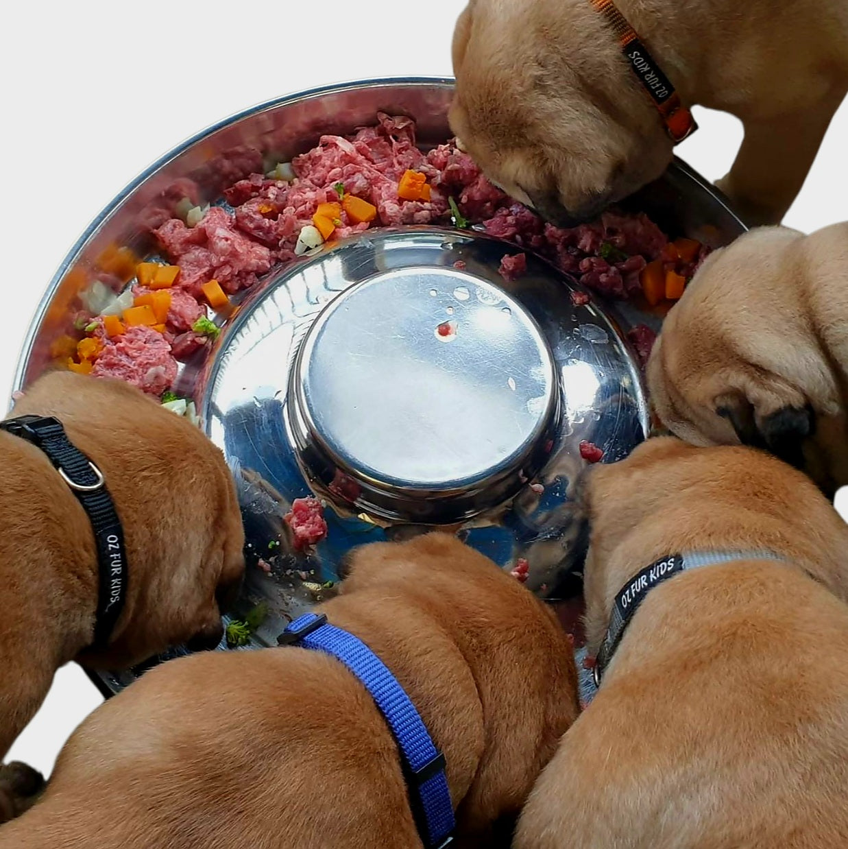 Puppy Feeding Pans Free Shipping within Australia