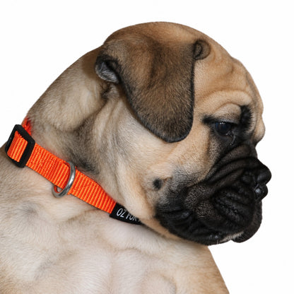A close-up side profile of a fawn bullmastiff wearing a bright orange XL Oz Fur Kids Puppy Identification collar, against a plain white background.