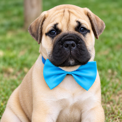 A close-up of a fawn bullmastiff puppy wearing a bright blue bow tie, sitting on a green grassy lawn.