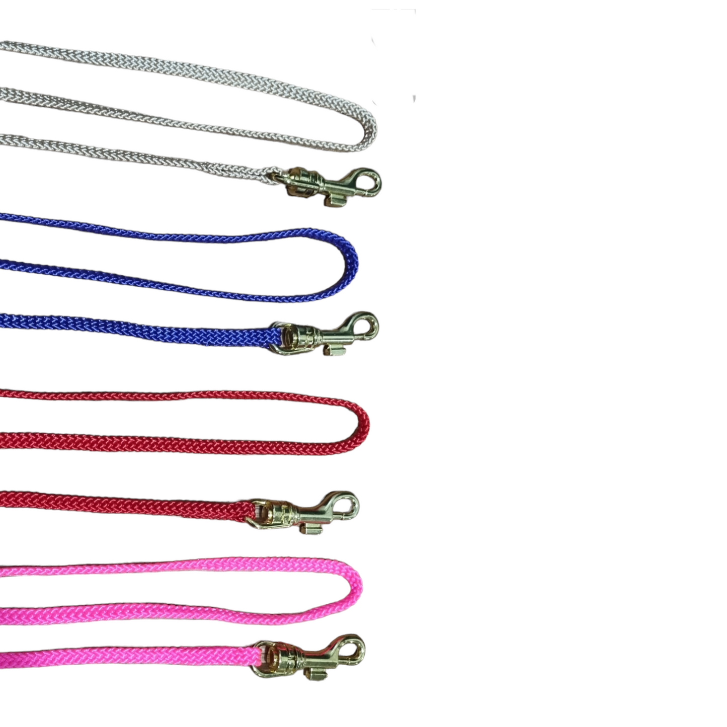 Set of four dog leashes in different colors on a white background