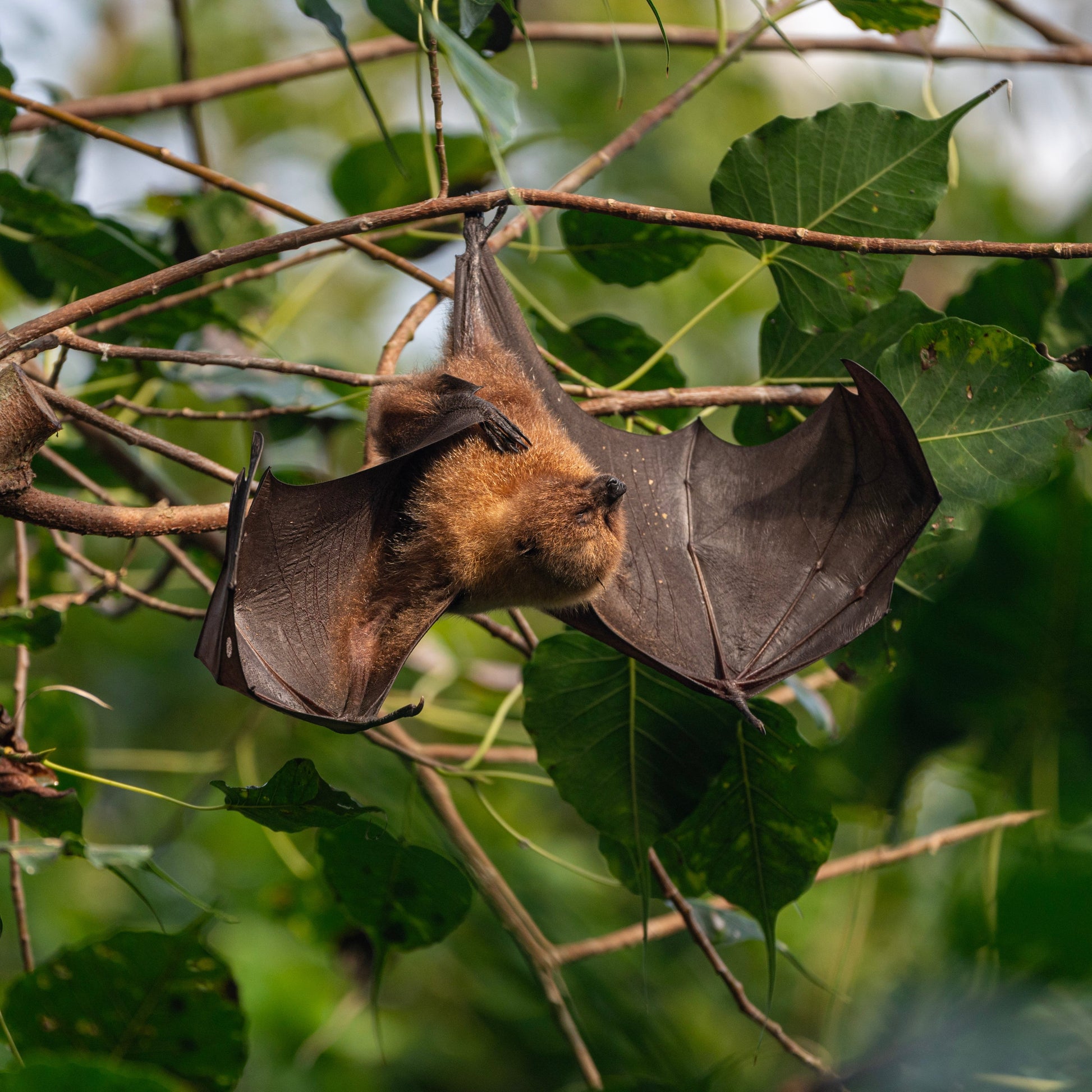 Bat hanging from a branch among green leaves