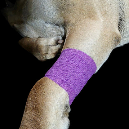 A close-up of a dog's front leg wrapped in a bright purple Genia Bitter Cohesive Bandage, set against a solid black background.