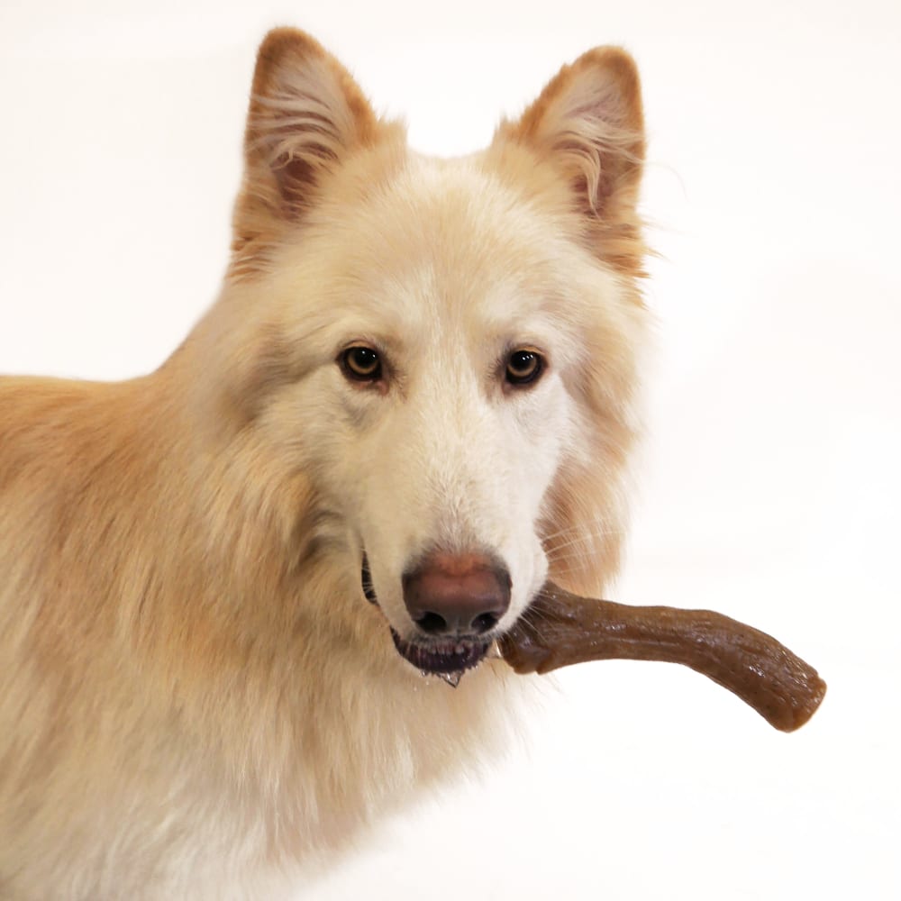 Nylabone Gourmet Style Strong Chew Toy Peanut Butter Stick