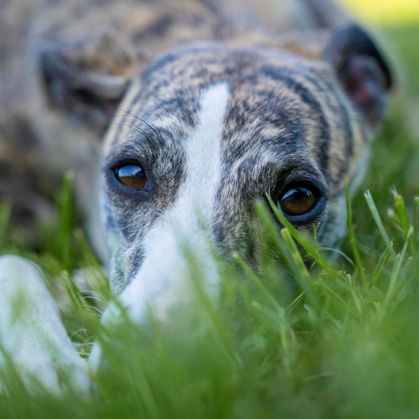 Greyhound Dog lying in grass with a blurred background