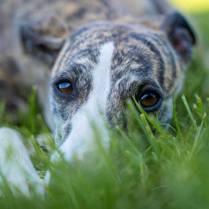 Greyhound Dog lying in grass with a blurred background