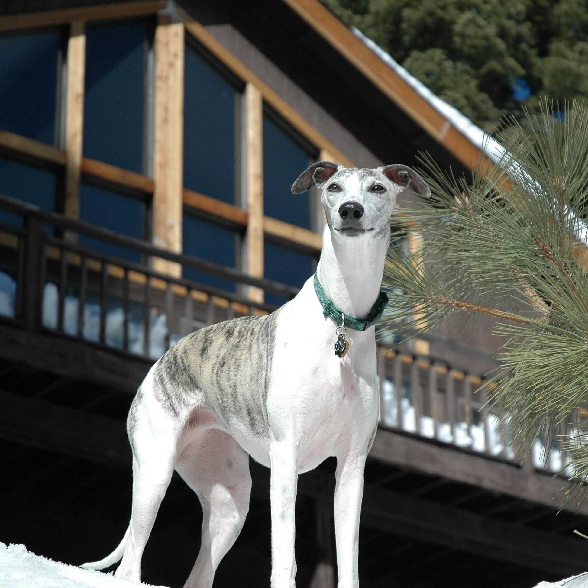 Greyhound dog standing in front of a wooden cabin with snow on the ground and trees in the background.