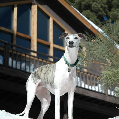 Greyhound dog standing in front of a wooden cabin with snow on the ground and trees in the background.