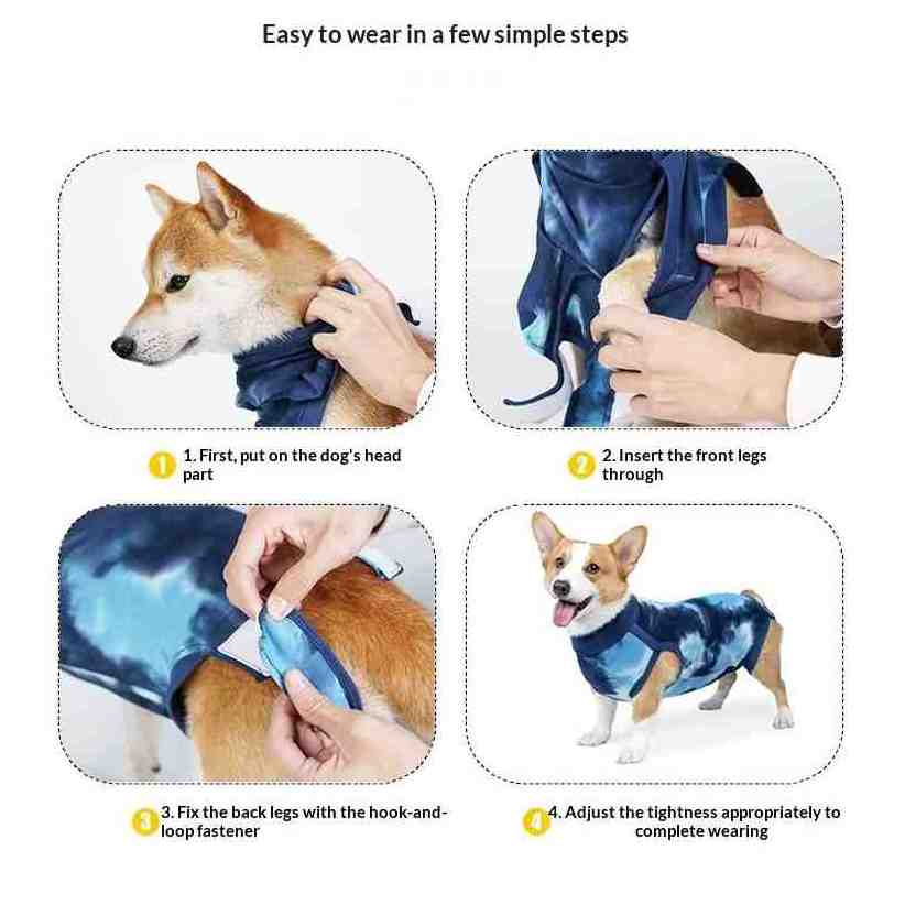 Instructional graphic showing how to wear a blue dog surgical recovery suit in four steps, with photos of a Shiba Inu and a Corgi in each panel and text labels explaining fastening and adjustment.