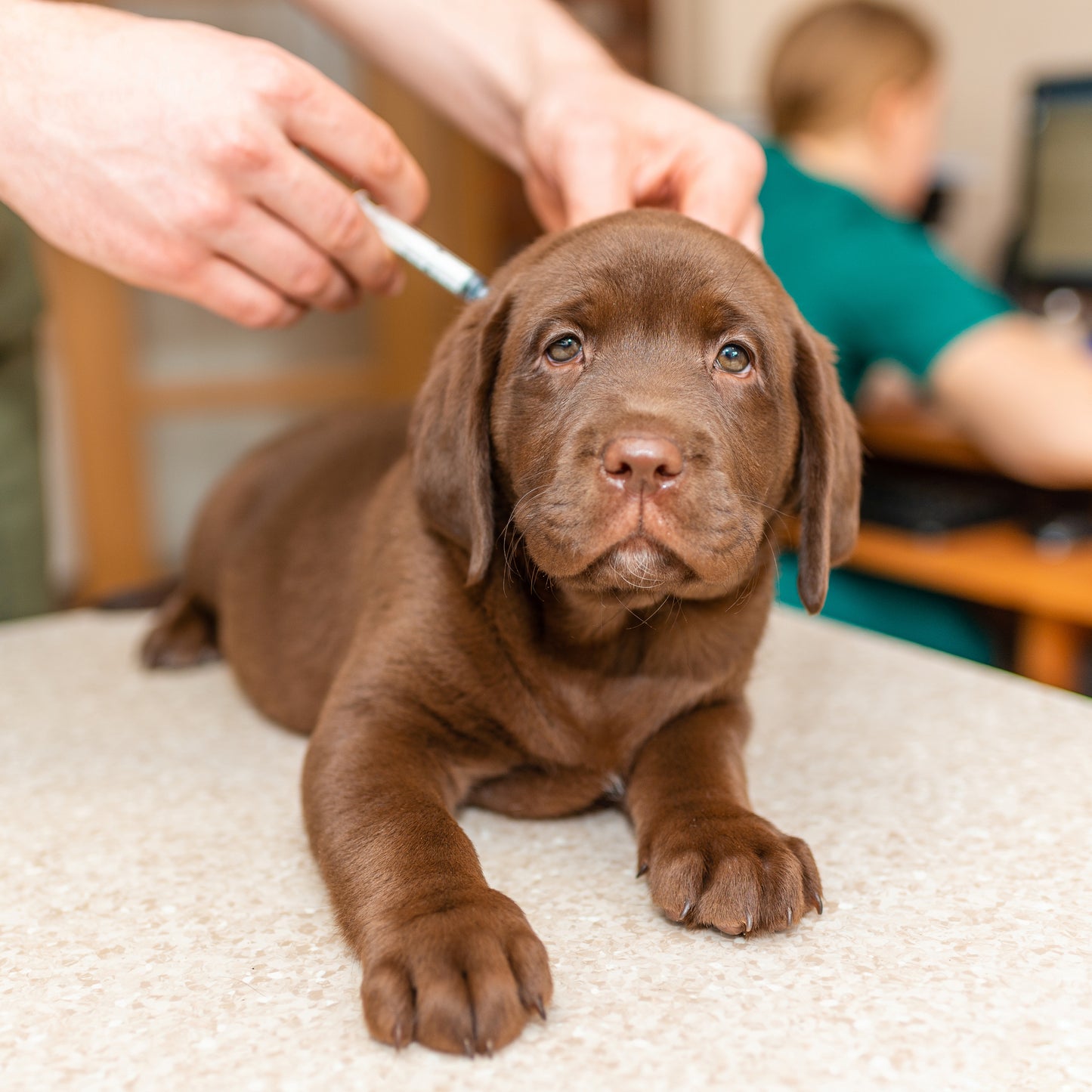 Puppy getting an IV injection