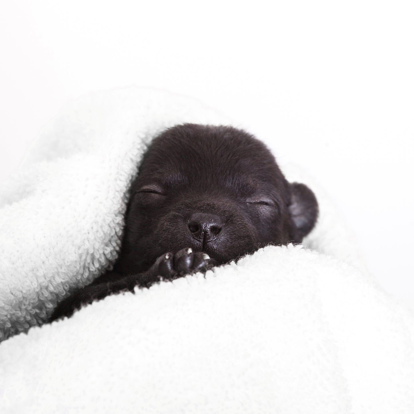 Black puppy sleeping on a white blanket