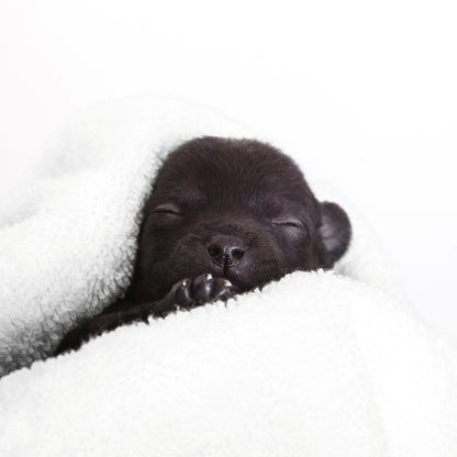 Black puppy sleeping on a white blanket