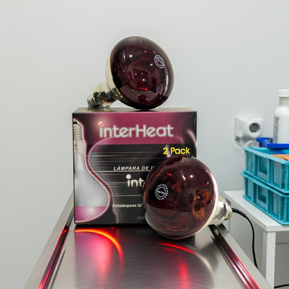 Two interHeat infrared lamp bulbs on a stainless steel vets table