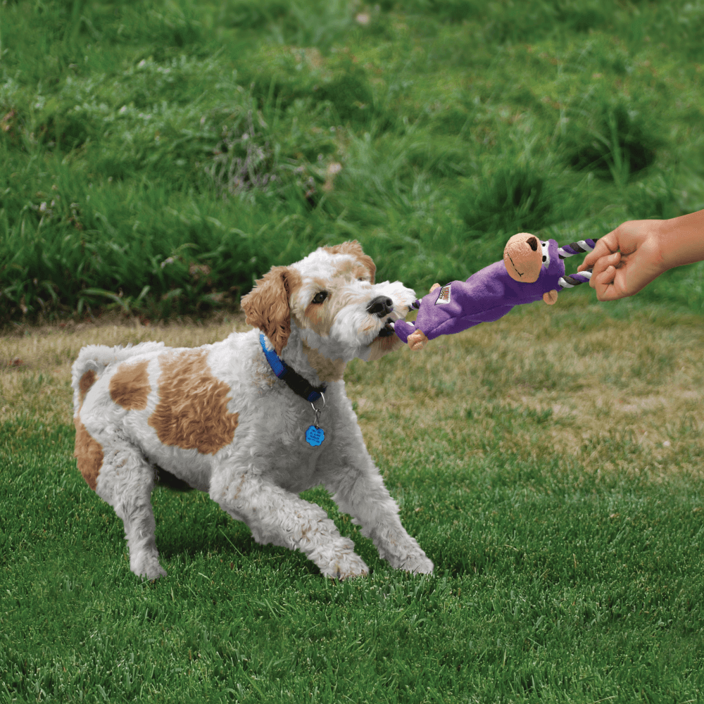 Dog playing with a KONG Tugger Knots monkey toy in a grassy outdoor setting