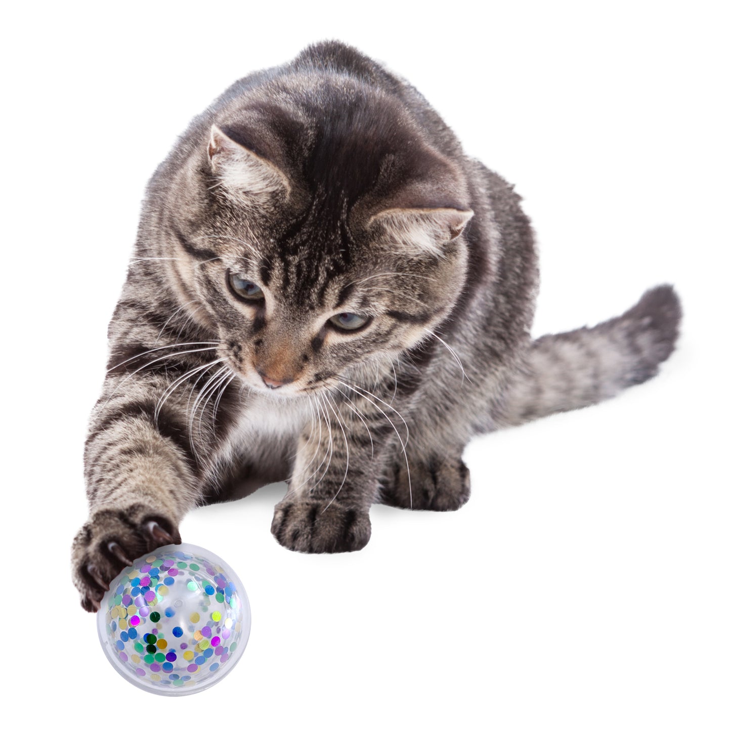 Cat playing with a colorful KONG Cat Active Confetti Ball on a white background