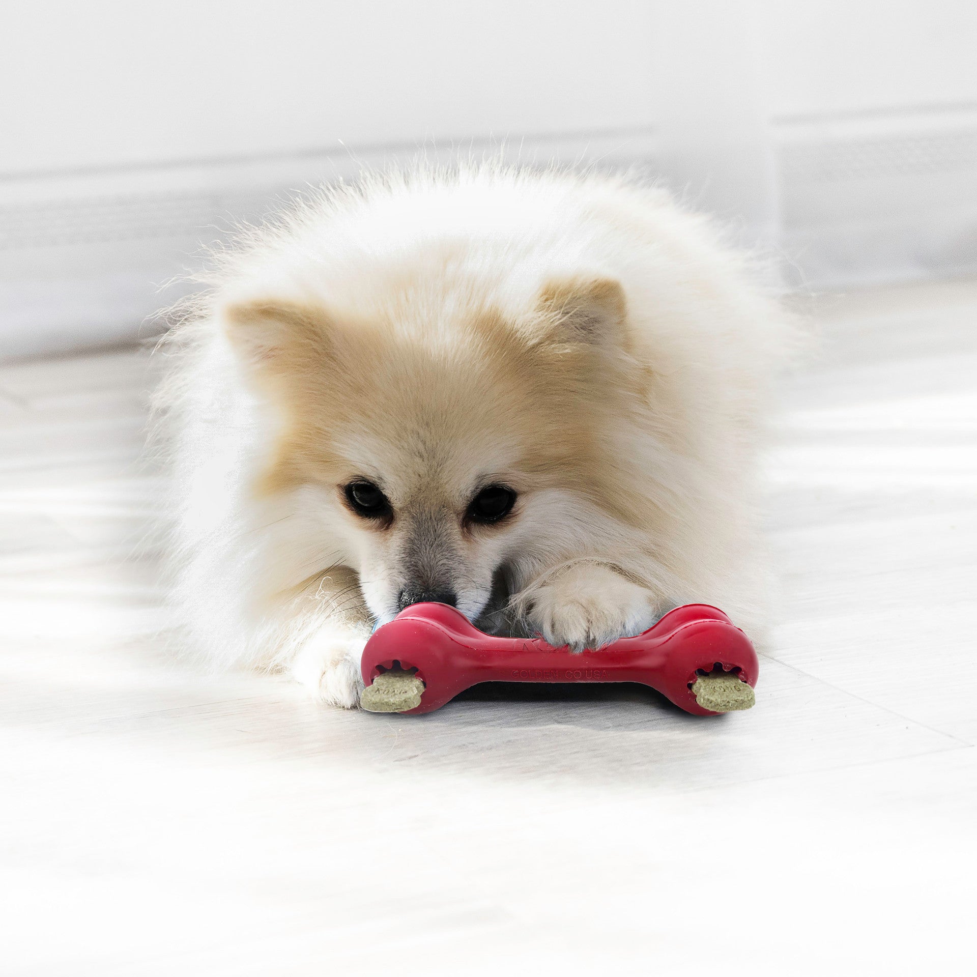 White dog playing with a red KONG Goodie Bone Classic bone-shaped toy on a white background