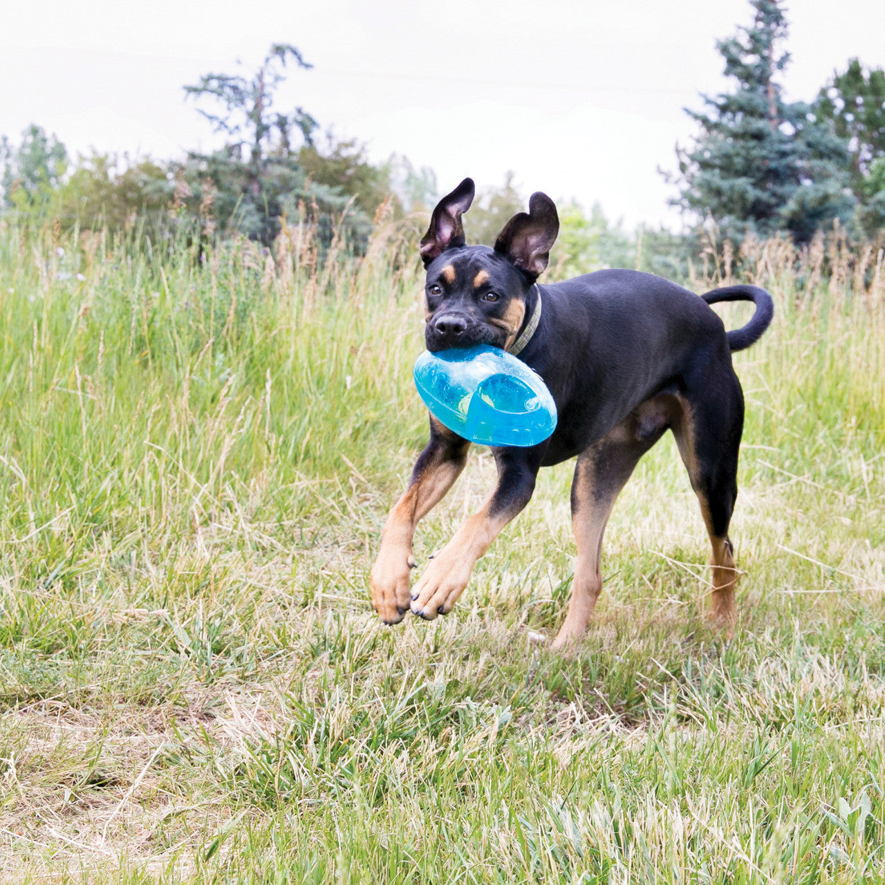 Dog running through a grassy field with a blue KONG Jumbler Footy in its mouth