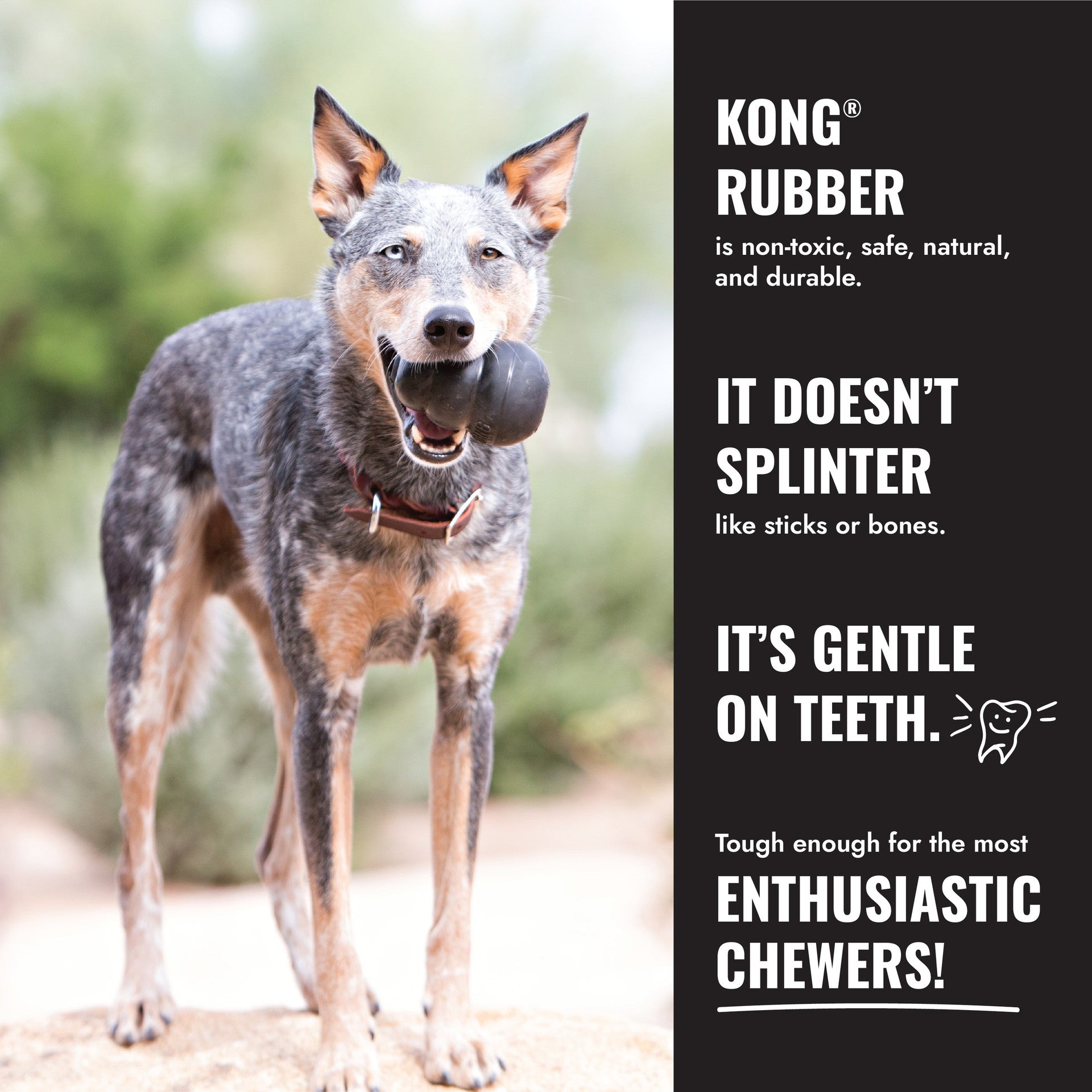Dog with a KONG rubber toy in its mouth, with promotional text about KONG rubber's properties.