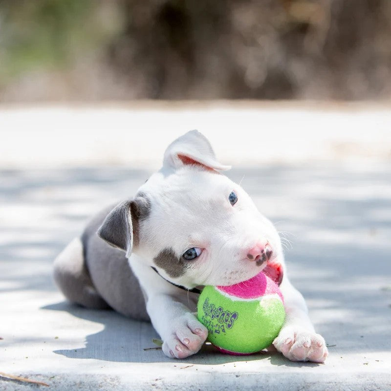 Puppy playing with a colorful KONG AirDog SqueakAir Birthday ball on a concrete surface