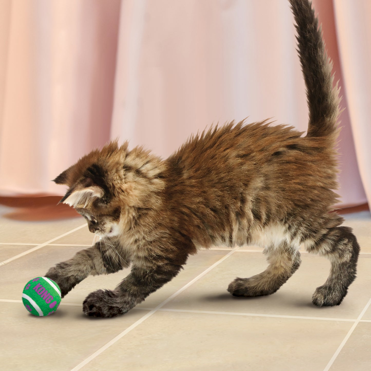 Kitten playing with a KONG Cat Active Tennis Balls with Bells 