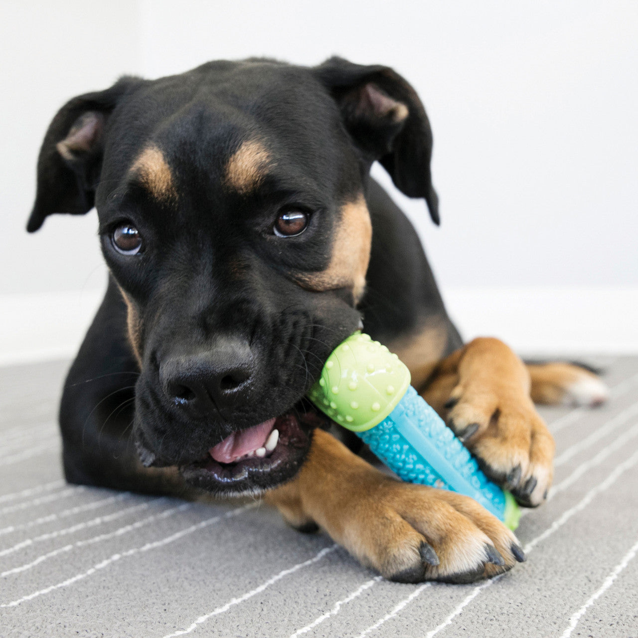 Dog playing with a KONG Core Strength Bone toy on a striped floor