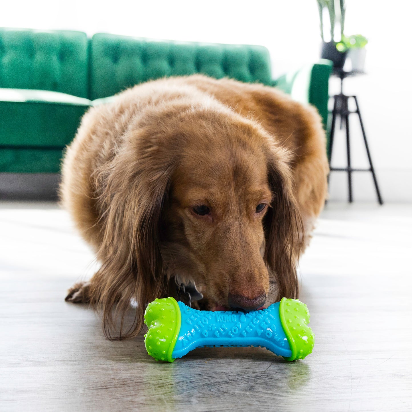 Dog playing with a blue and green KONG Core Strength Bone toy on a wooden floor.