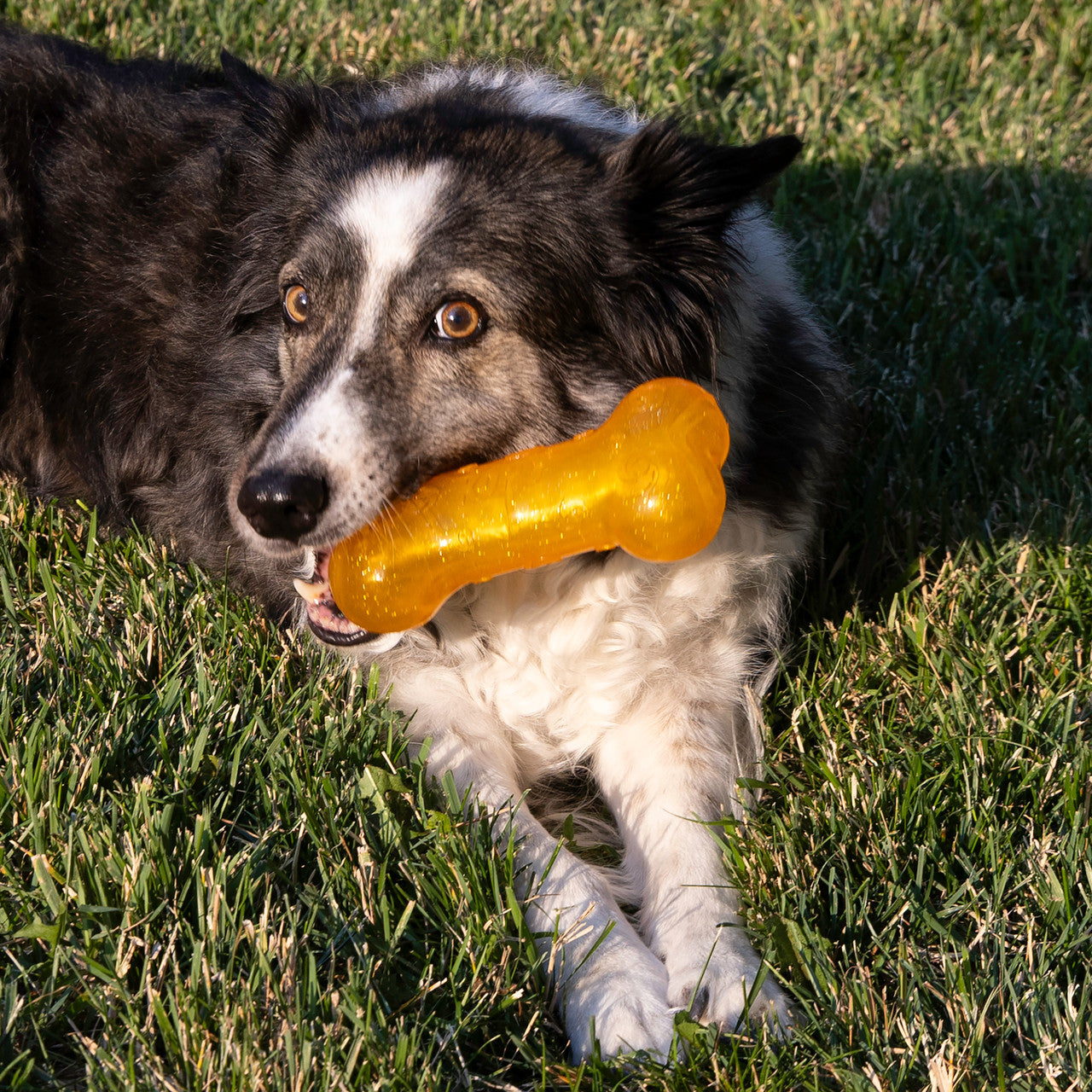 Dog holding an orange KONG Crackle  bone toy in its mouth on grass