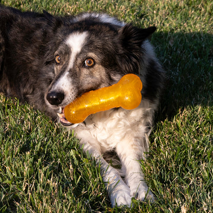Dog holding an orange KONG Crackle  bone toy in its mouth on grass