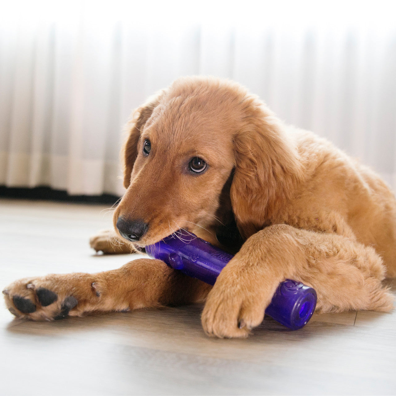 Puppy playing with a purple KONG Crackle Stick toy on a light-colored floor.