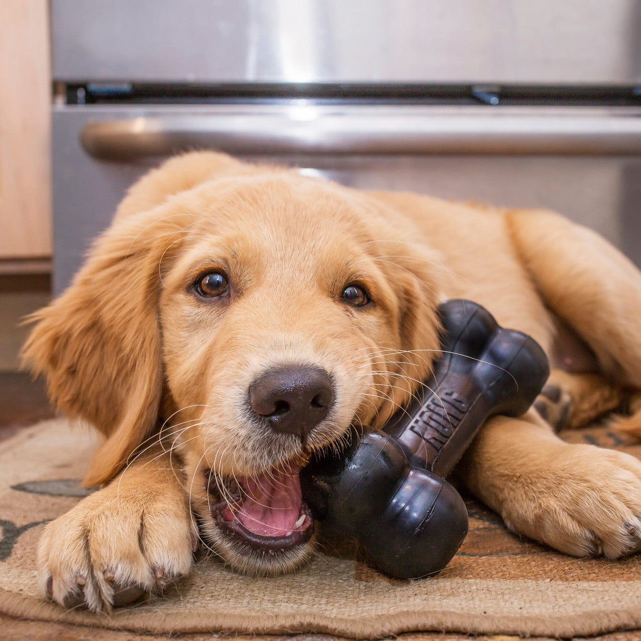Dog playing with a toy on a kitchen floor with a KONG Extreme Goodie Bone