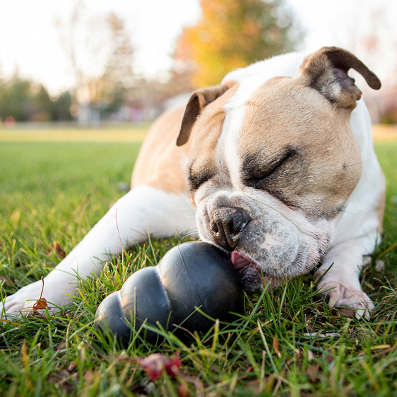 Dog playing with a KONG Extreme on grass