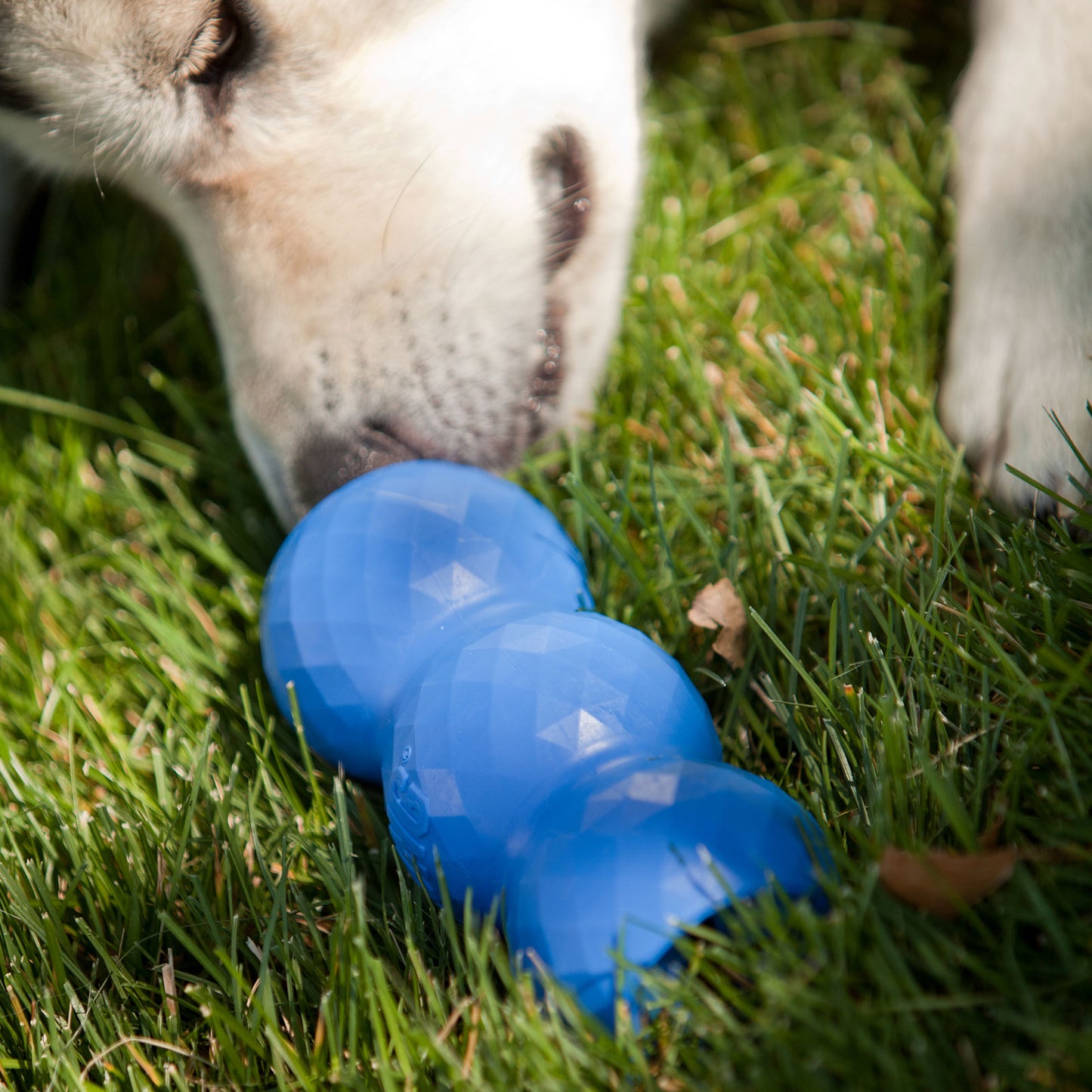 Dog playing with a blue KONG Genius Mike on grass