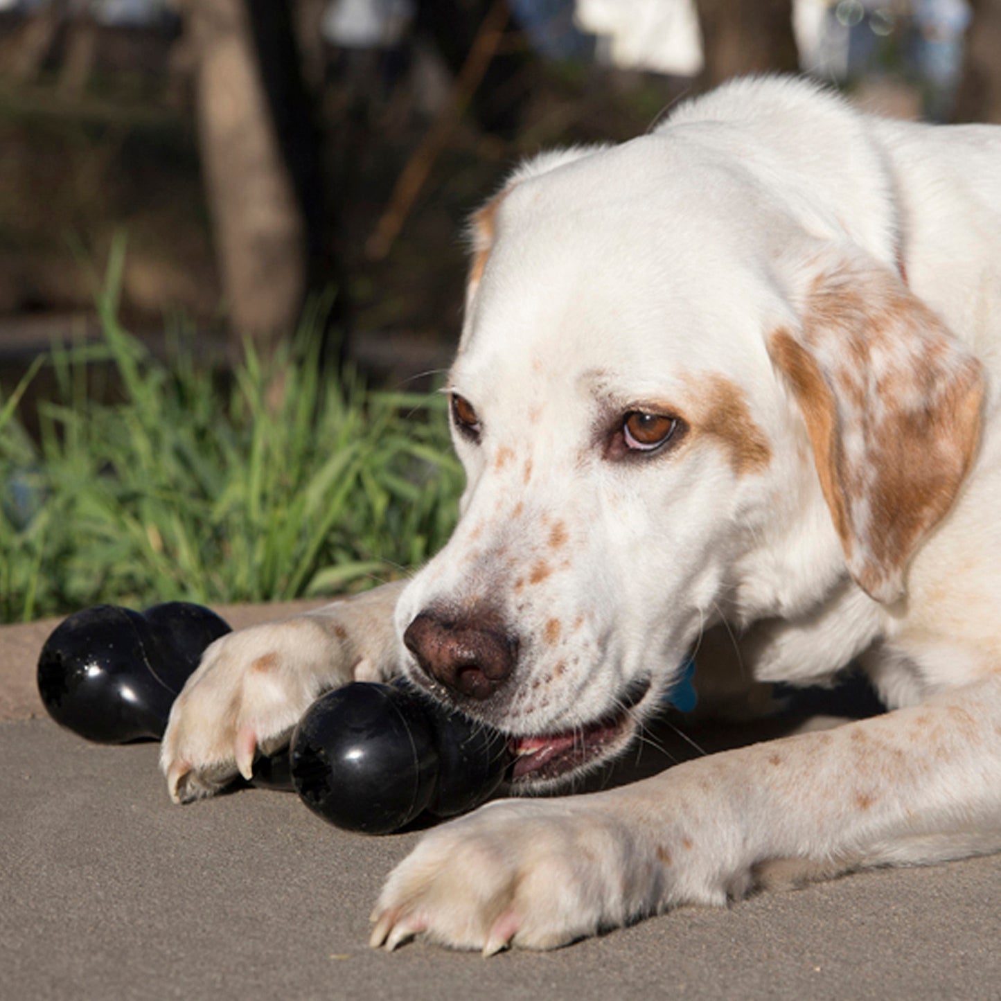 Dog playing with a black rubber KONG Extreme Goodie Bone toy outdoors