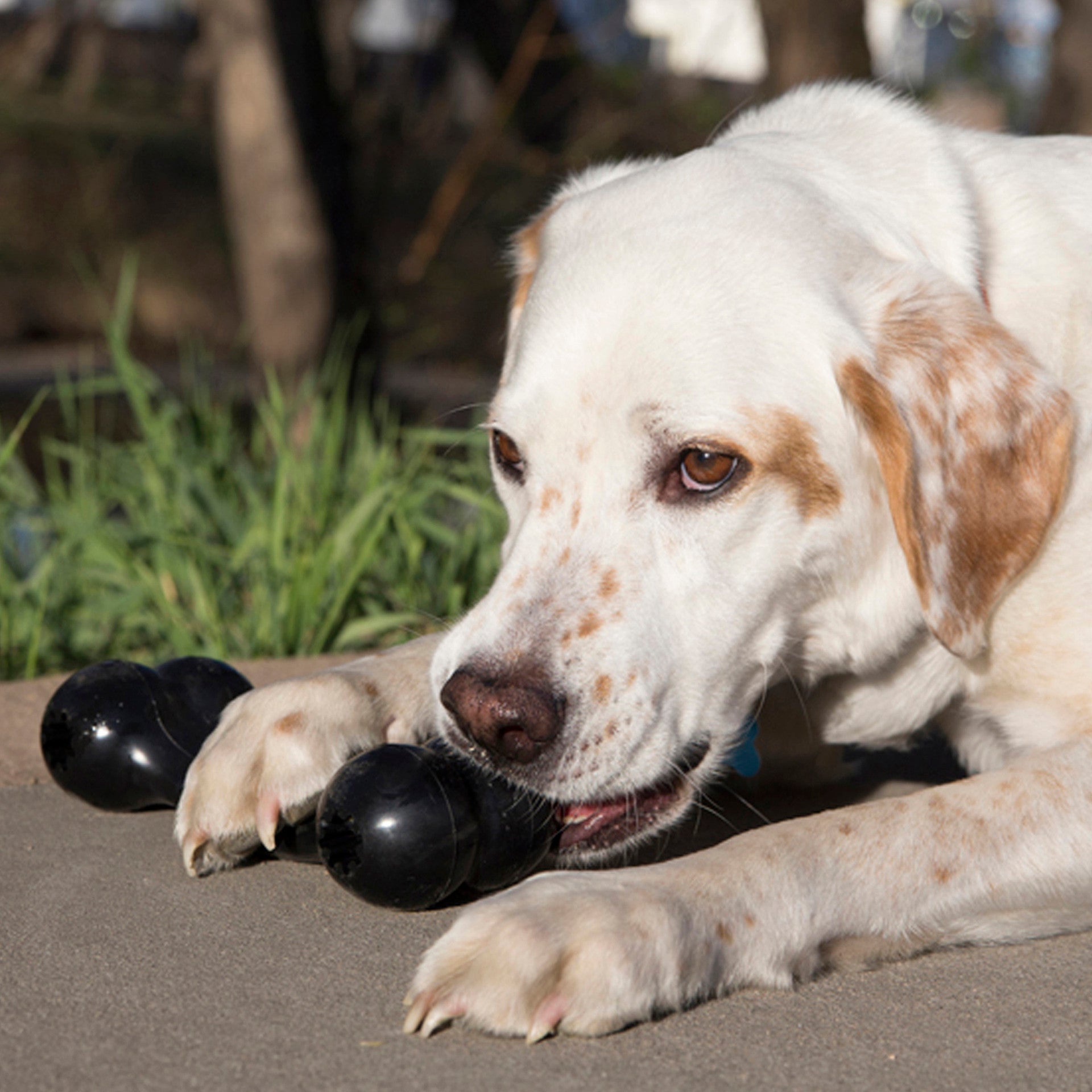 Dog playing with a black rubber KONG Extreme Goodie Bone toy outdoors
