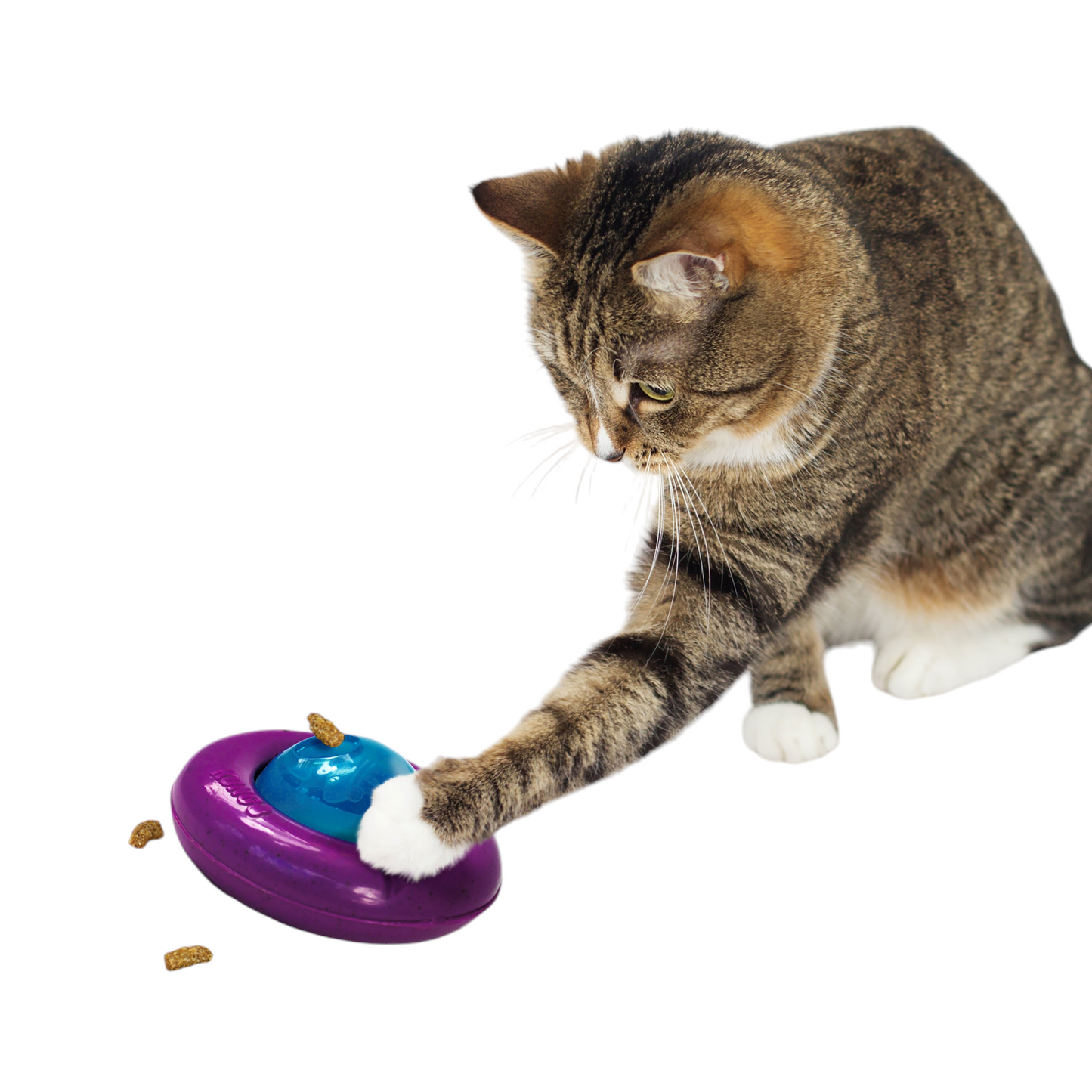 Cat interacting with a purple and blue KONG Gyro Cat toy on a white background