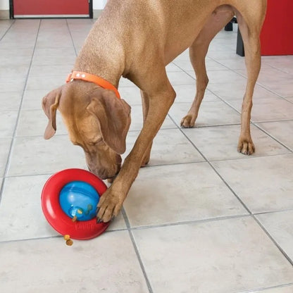 Dog playing with a red and blue KONG Gyro dog toy on a tiled floor