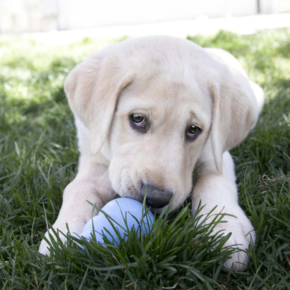 Puppy on grass with a blue KONG puppy
