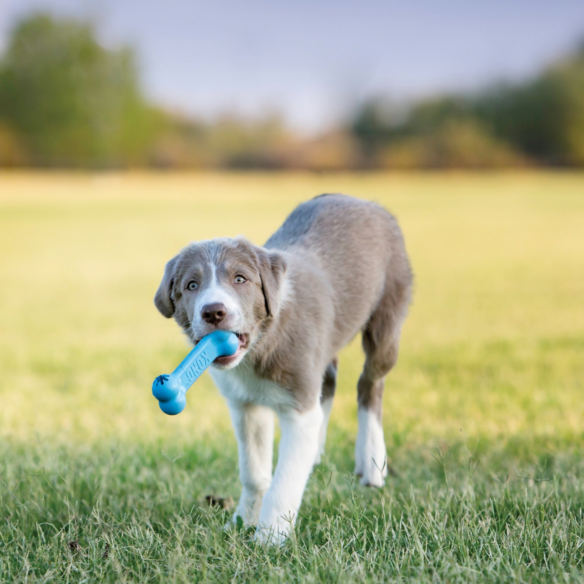 Dog holding a blue KONG Puppy Goodie Bone dog toy in its mouth while walking on grass with a blurred background