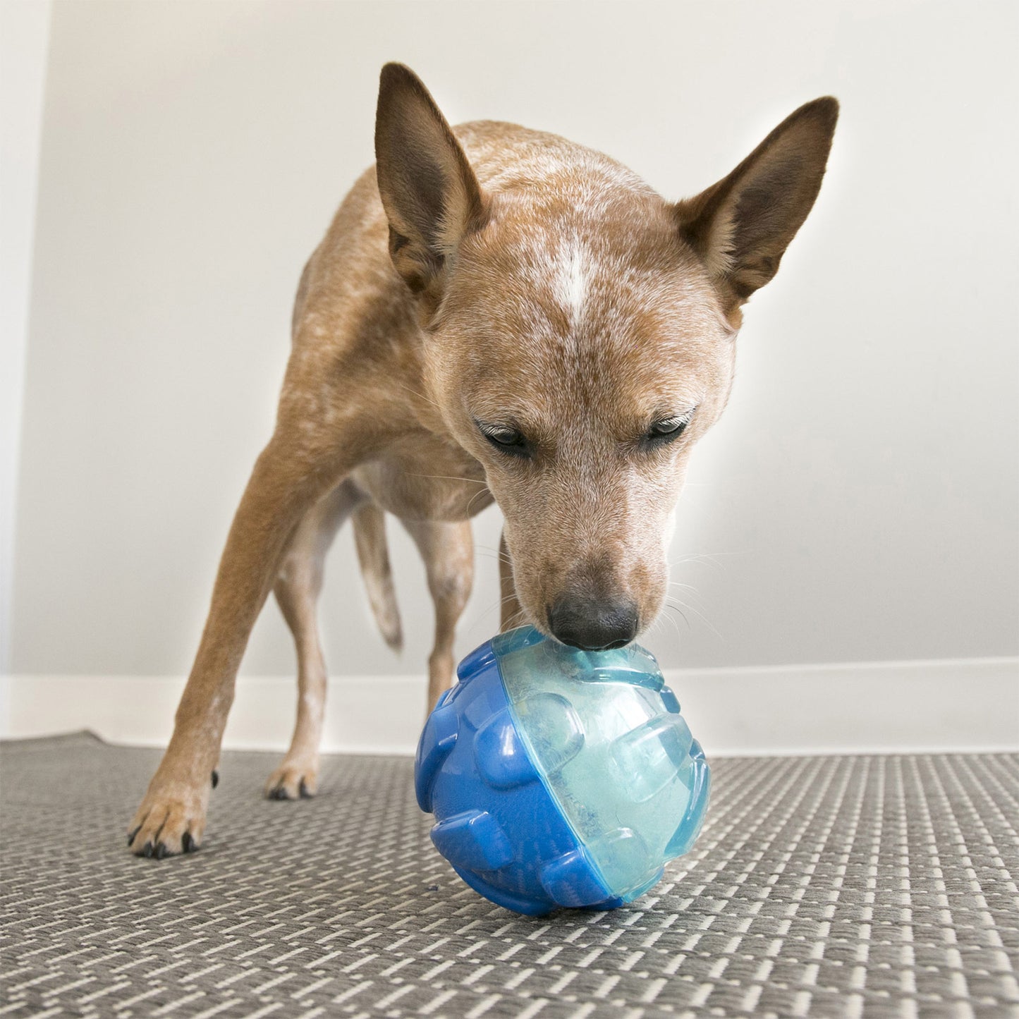 Dog playing with a blue KONG Rewards Ball on a textured floor.