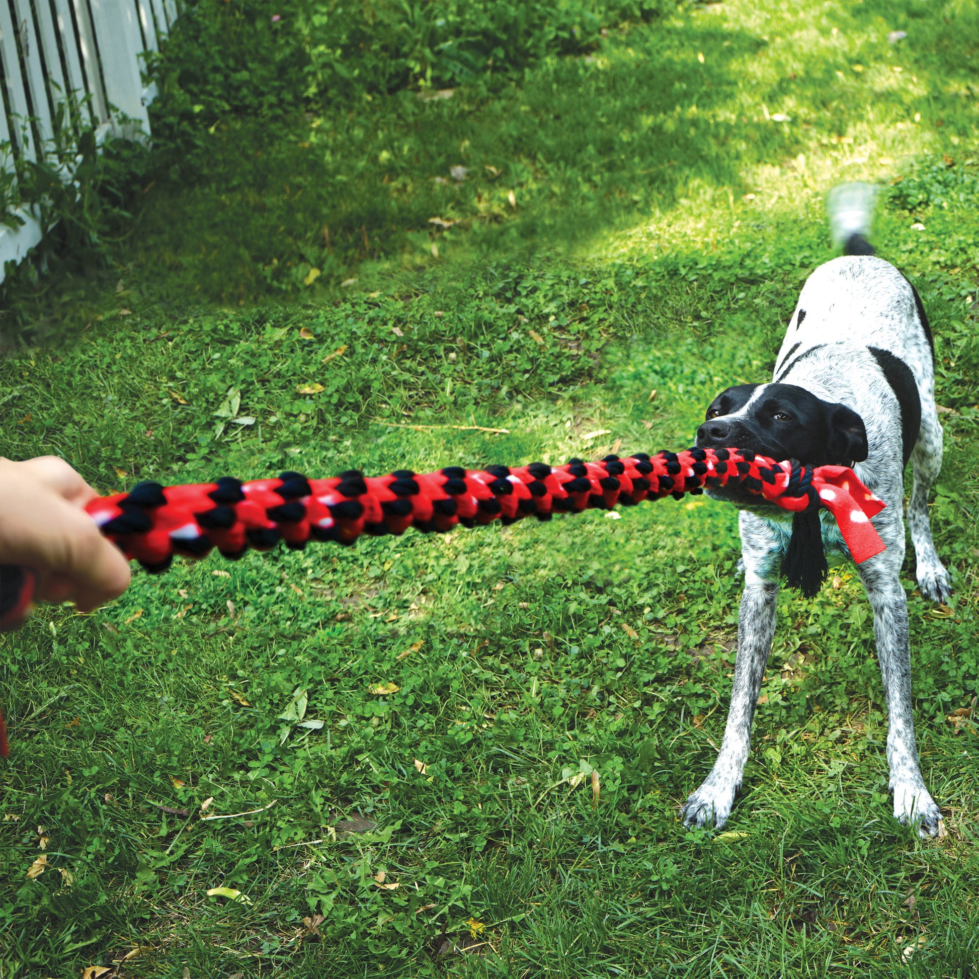 Dog playing with a red and black KONG Signature Rope Mega toy on grass