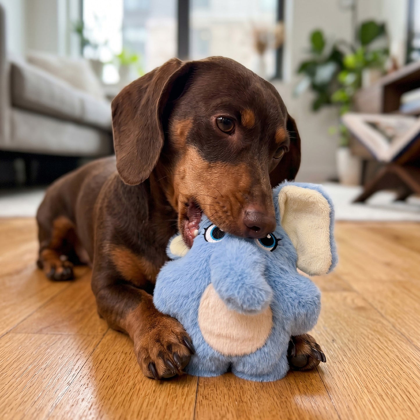 Dachshund playing with a blue KONG Snuzzles Kiddos elephant plush toy on a wooden floor.