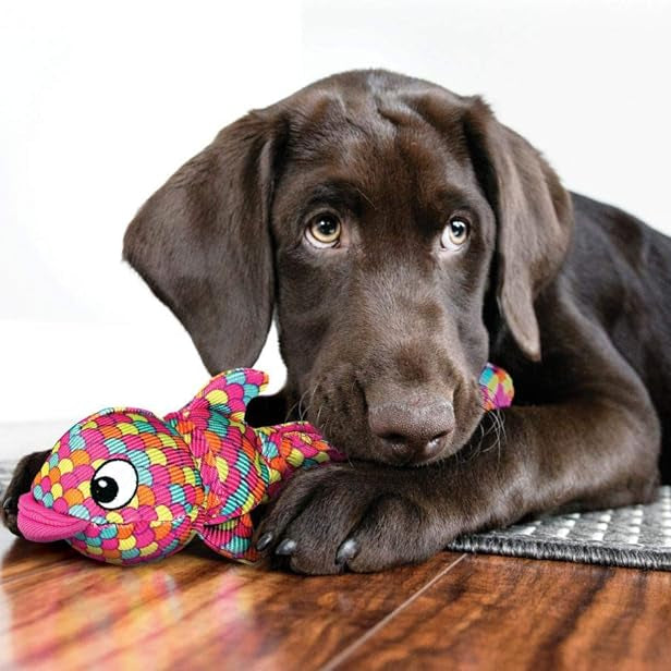 Chocolate Labrador retriever with a colorful KONG Wubba Finz toy on a wooden floor.