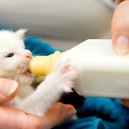 Person feeding a small white kitten with a bottle.