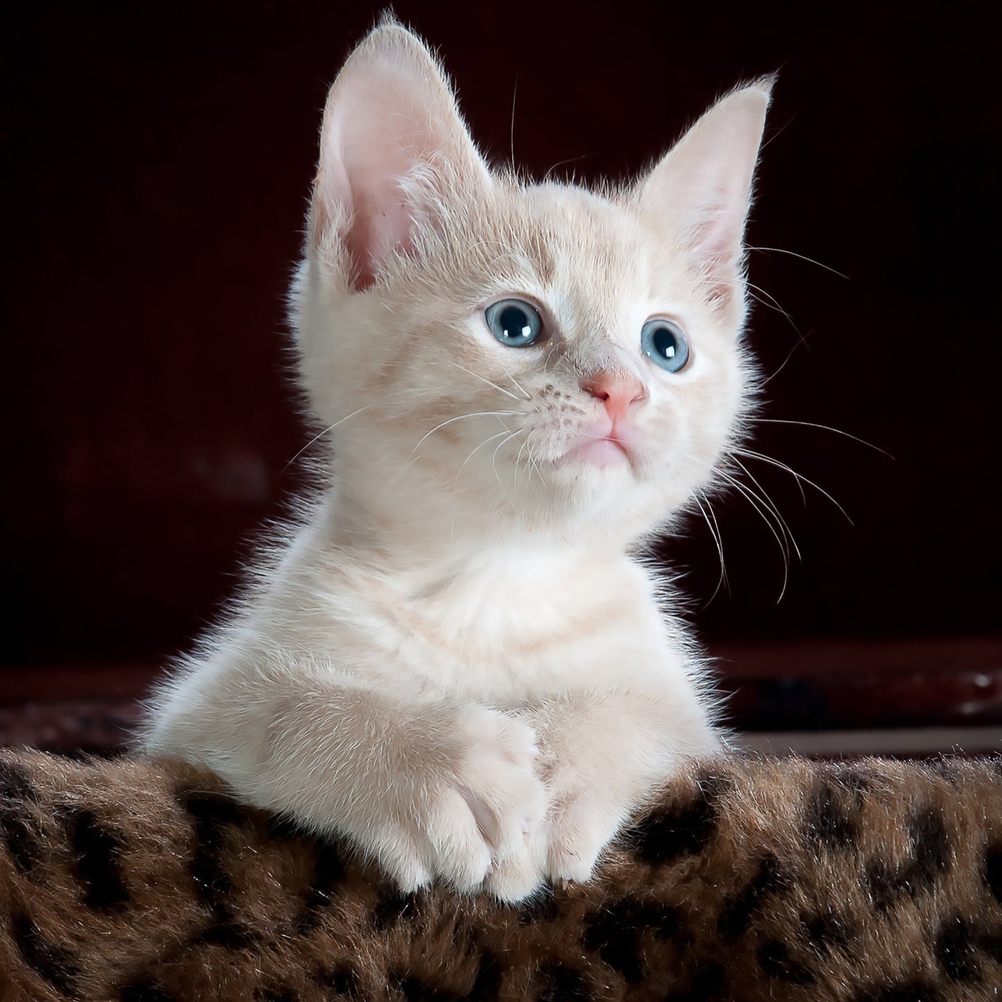 Kitten with blue eyes sitting on a textured surface