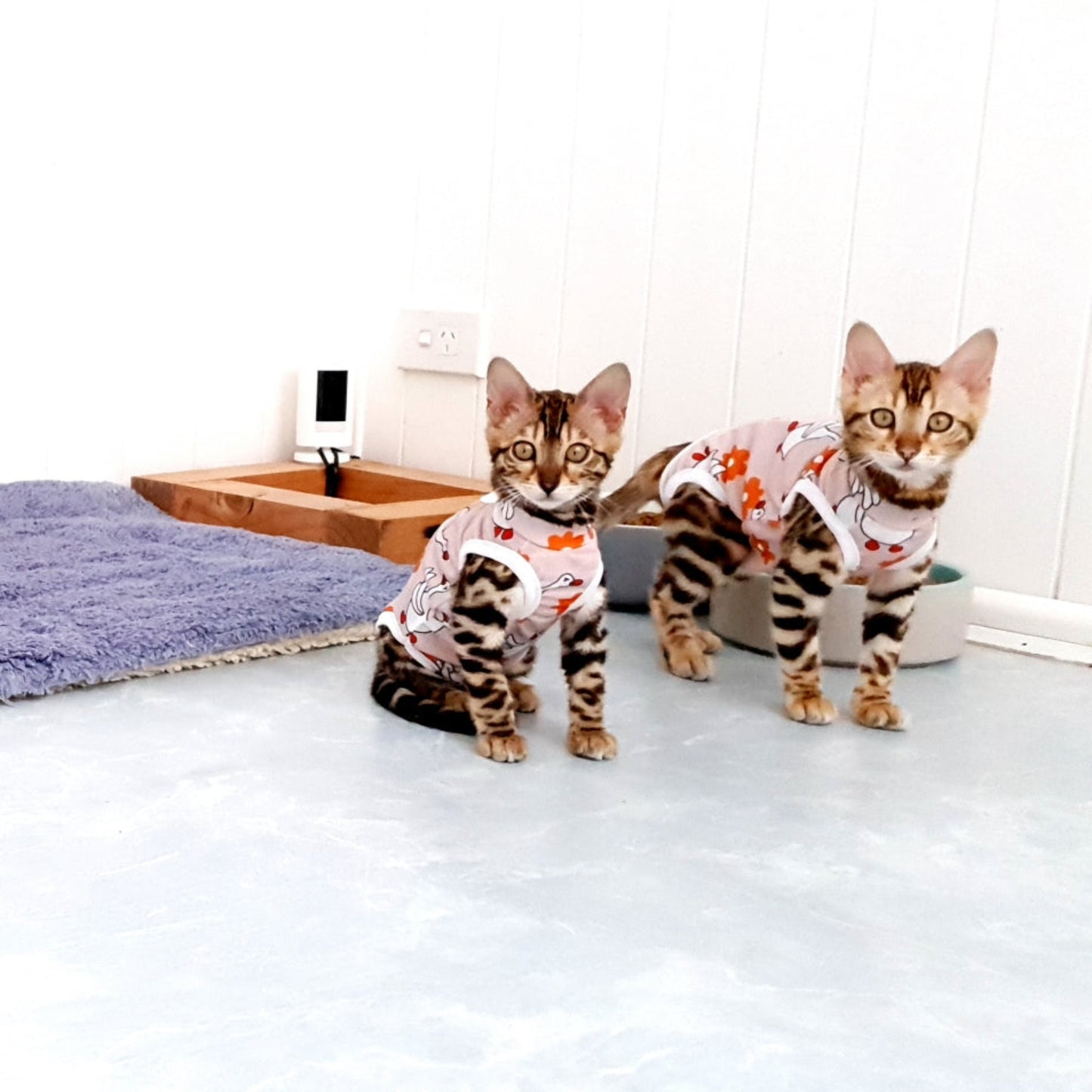 Two kittens wearing recovery suits on a white floor with a blue towel.