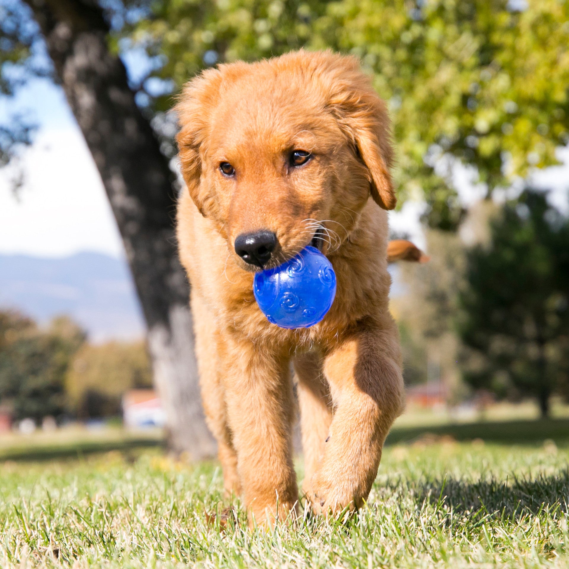 Dog running with a blue KONG Squeezz ball in a park