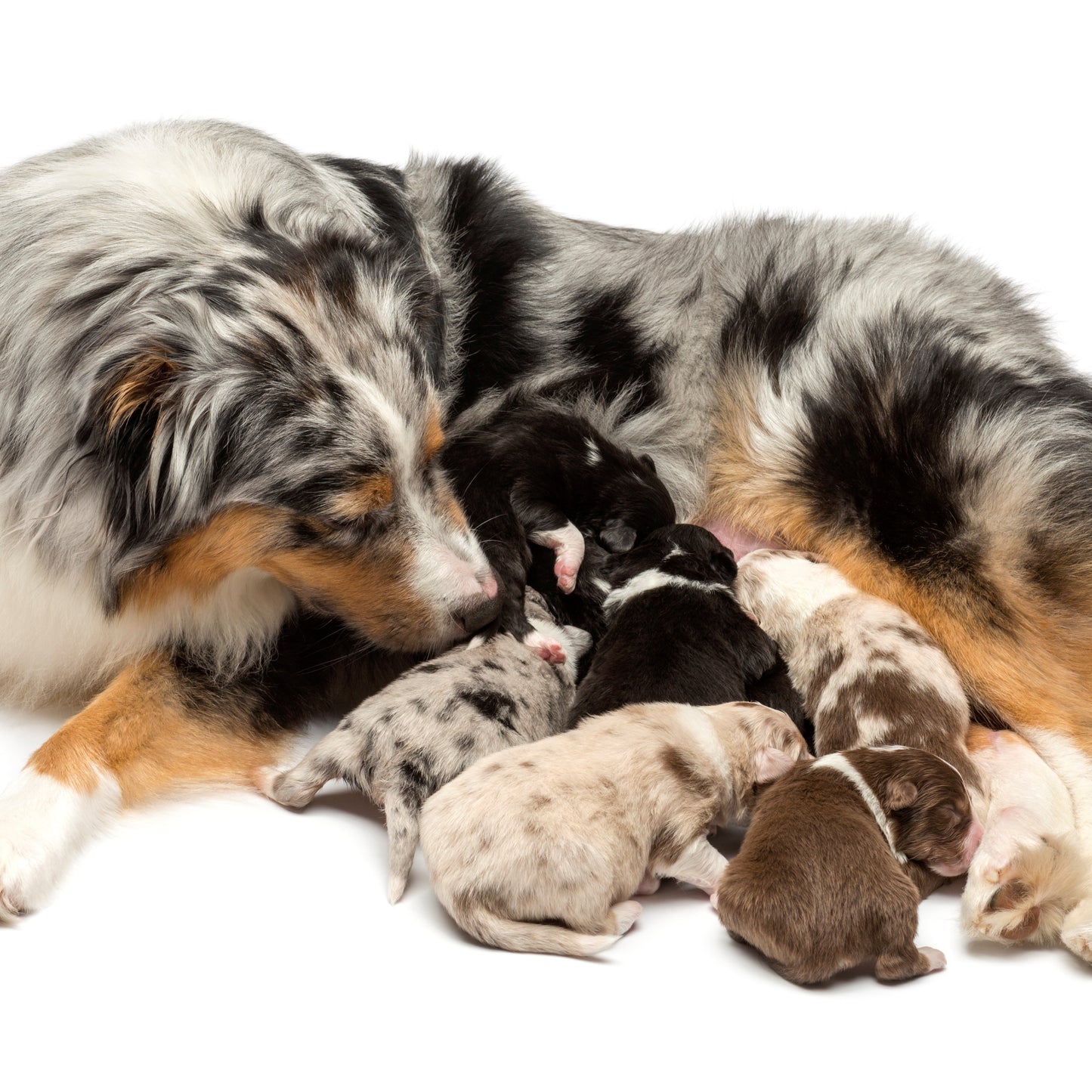 Mother dog with her puppies on a white background