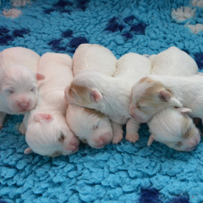 Group of puppies lying on a blue textured blanket